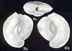 Quinqueloculina cochensis McCulloch, 1981