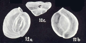 Quinqueloculina probabilis McCulloch, 1981