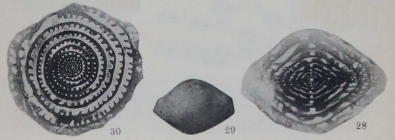 Fusulinella iowensis Thompson, 1934