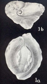 Quinqueloculina trinidadica McCulloch, 1981