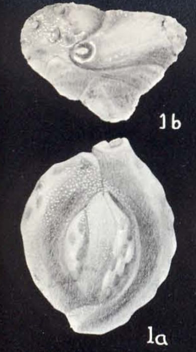 Quinqueloculina trinidadica McCulloch, 1981