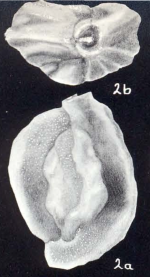 Quinqueloculina albicans McCulloch, 1981