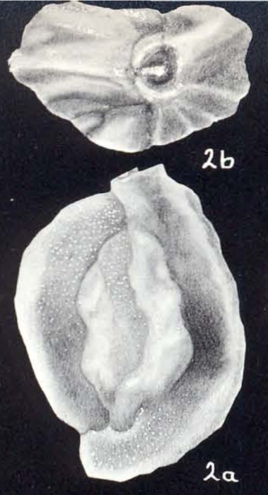 Quinqueloculina albicans McCulloch, 1981