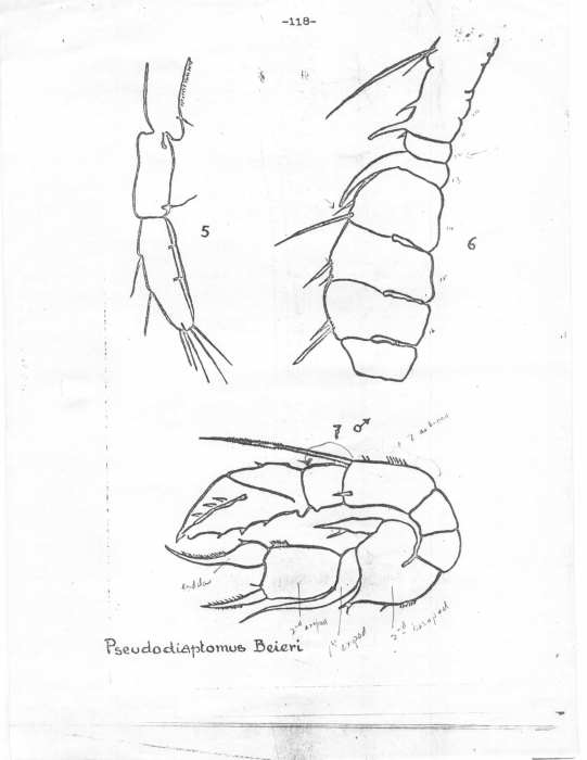 beieri male