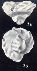 Quinqueloculina implana McCulloch, 1981