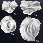 Quinqueloculina subbicostata McCulloch, 1981