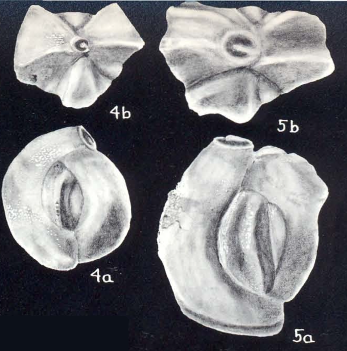 Quinqueloculina subbicostata McCulloch, 1981