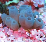 Callyspongia (Callyspongia) cacumen Payne et al. 2025