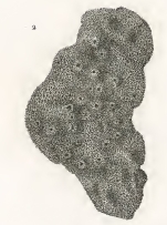 Spongia rimulosa Quoy & Gaimard, 1824
