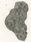 Spongia rimulosa Quoy & Gaimard, 1824