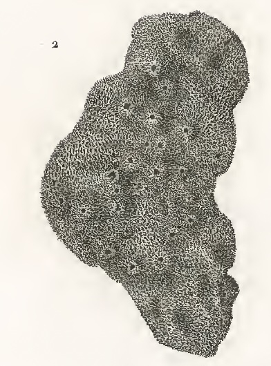 Spongia rimulosa Quoy & Gaimard, 1824 Spongia rimulosa Quoy & Gaimard, 1824