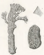 Spongia cuniculosa Quoy & Gaimard, 1824