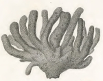 Spongia dactyloides Quoy & Gaimard, 1824