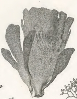 Spongia lamellifera Quoy & Gaimard, 1824