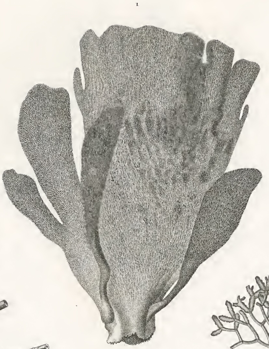 Spongia lamellifera Quoy & Gaimard, 1824 Spongia lamellifera Quoy & Gaimard, 1824