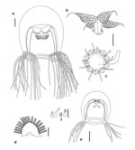 Bougainvillia vervoorti, medusae from the plankton of Wellington Harbour