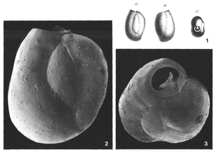 Triloculina inflata d'Orbigny, 1846 Triloculina inflata d'Orbigny, 1846