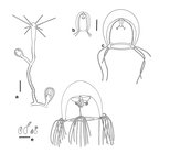 Bougainvillia vervoorti, polyp stage and early medusa developement