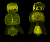Abasia platyrostris CLSM dorsal ventral