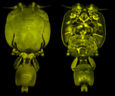 Confocal laser scanning microscopy by James Bernot, see https://doi.org/10.1645/24-9