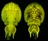 Confocal laser scanning microscopy from https://doi.org/10.1645/24-97
 