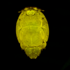 Confocal laser scanning microscopy by James Bernot, see https://doi.org/10.1645/24-97