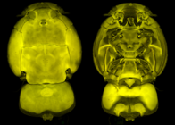Confocal laser scanning microscopy by James Bernot, see https://doi.org/10.1645/24-97
 