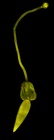 Confocal laser scanning microscopy by James Bernot, see https://doi.org/10.1645/24-97
 