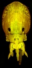 Confocal laser scanning microscopy by James Bernot, see https://doi.org/10.1645/24-97
 