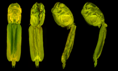 Confocal laser scanning microscopy by James Bernot, see https://doi.org/10.1645/24-97
 