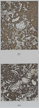 Diplosphaera inaequalis Derville, 1931