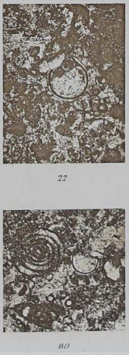 Diplosphaera inaequalis Derville, 1931