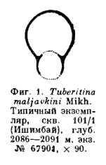 Tuberitina maljavkini Suleymanov, 1948