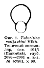 Tuberitina maljavkini Suleymanov, 1948