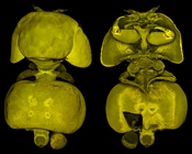 Confocal laser scanning microscopy by James Bernot, see https://doi.org/10.1645/24-97