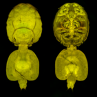 Confocal laser scanning microscopy by James Bernot, see https://doi.org/10.1645/24-97