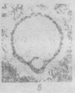 Quasituberitina magna Poyarkov, 1961