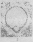 Quasituberitina magna Poyarkov, 1961