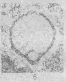 Quasituberitina magna Poyarkov, 1961