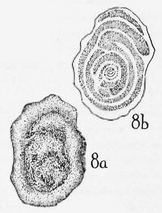 Calcitornella heathi Cushman &amp; Waters, 1928