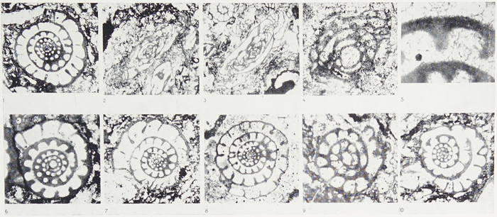 Fusulinella branoserae van Ginkel, 1957