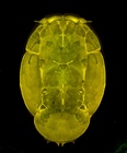 Confocal laser scanning microscopy by James Bernot, see https://doi.org/10.1645/24-97