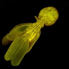 Confocal laser scanning microscopy by James Bernot, see https://doi.org/10.1645/24-97