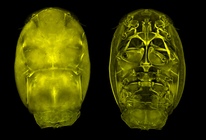 Confocal laser scanning microscopy by James Bernot, see https://doi.org/10.1645/24-97