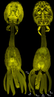 Confocal laser scanning microscopy by James Bernot, see https://doi.org/10.1645/24-97