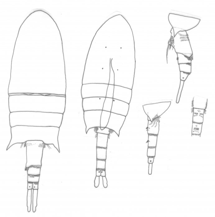 bispinosus body