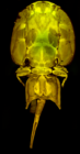 Confocal laser scanning microscopy by James Bernot, see https://doi.org/10.1645/24-97