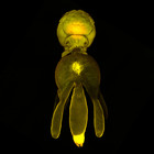 Confocal laser scanning microscopy by James Bernot, see https://doi.org/10.1645/24-97