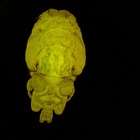 Confocal laser scanning microscopy by James Bernot, see https://doi.org/10.1645/24-97