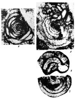 Calcivertella usvaensis Chuvashov in Chuvashov, Dyupina, Mizens & Chernykh, 1990